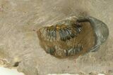 Dicranurus Trilobite With Five Reedops - Spectacular Piece #287360-10